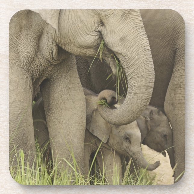 Indischer/asiatischer Elefant und junger Mann,Corb Getränkeuntersetzer (Vorderseite)