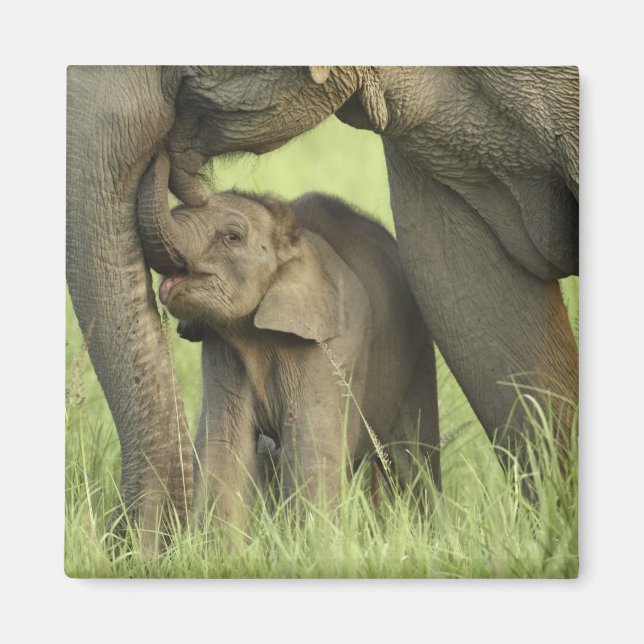 Indischer/asiatischer Elefant und junger Mann,Corb Magnet (Vorne)