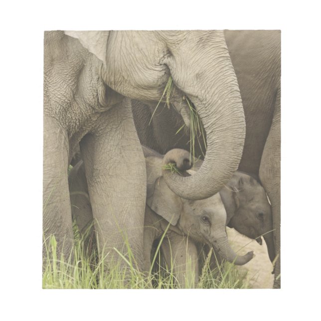 Indischer/asiatischer Elefant und junger Mann,Corb Notizblock (Vorderseite)