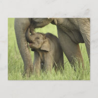 Indischer/asiatischer Elefant und junger Mann,Corb