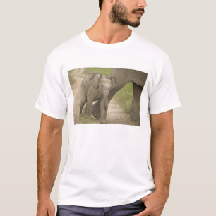 Indischer / Asiatischer Elefant und Jungtier, Corb T-Shirt