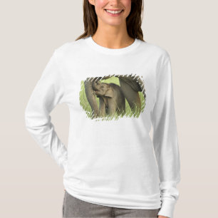 Indischer / Asiatischer Elefant und Jungtier, Corb T-Shirt