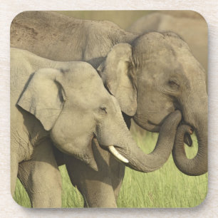 Indischer Asiatischer Elefant Untersetzer