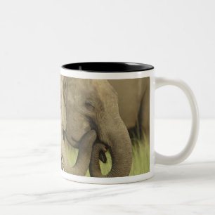 Indischer Asiatischer Elefant Zweifarbige Tasse