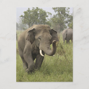 Indischer Asiatischer Elefantengruß Postkarte