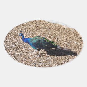 Indischer Blau-Pfau-Sticker Ovaler Aufkleber