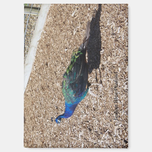 Indischer Blaue Pfau Magnet (Vorderseite)
