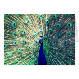 Indischer blauer Pfau