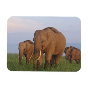 Indischer Elefant im Grasland Magnet