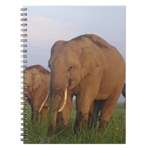 Indischer Elefant im Grasland Notizblock
