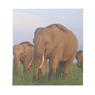 Indischer Elefant im Grasland Notizblock