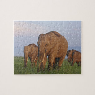 Indischer Elefant im Grasland Puzzle