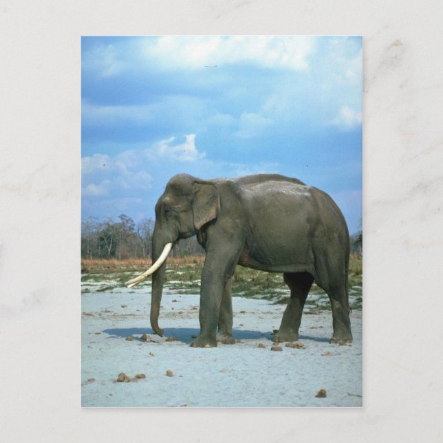Indischer Elefant-Riesenbull Postkarte (Vorderseite)