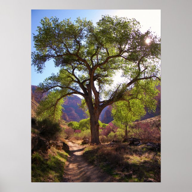 Indischer Garten Poster (Vorne)