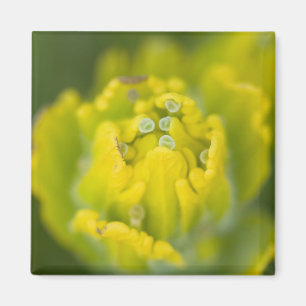 Indischer Goldener Pinsel Castilleja 2 Magnet