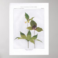 Indischer Gurken-Wurf, Medeola virginiana