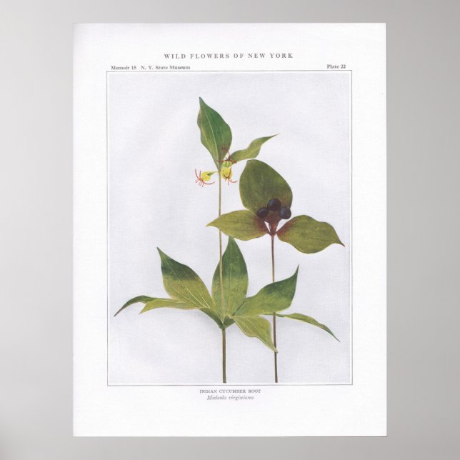 Indischer Gurken-Wurf, Medeola virginiana Poster (Vorne)