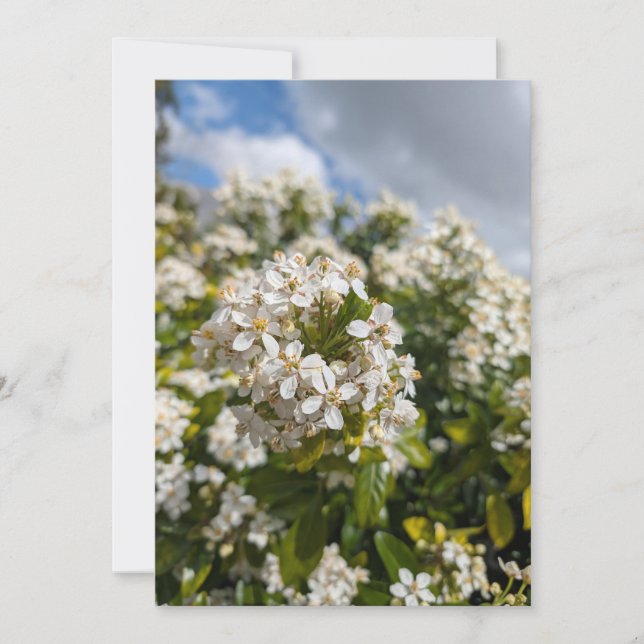 Indischer Hagedorn Blüten Einladung (Vorderseite)