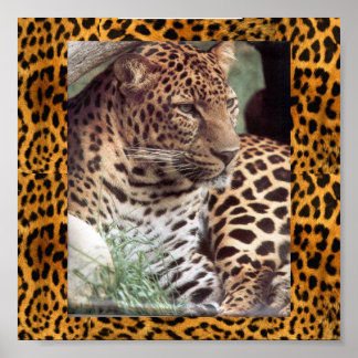 Indischer Leopard Poster