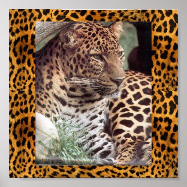 Indischer Leopard Poster (Vorne)