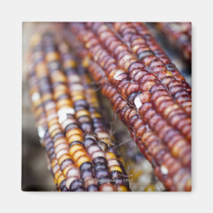 Indischer Mais am Gewerkschaft Square Greenmarket, Magnet