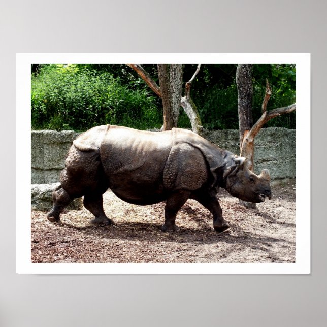 Indischer Nashorn Poster (Vorne)