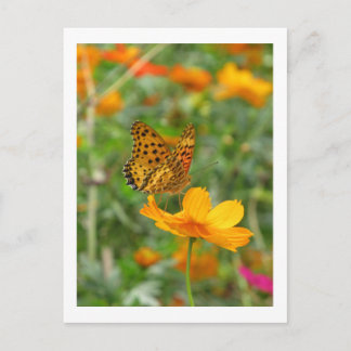Indischer Perlmutterfalter & Cosmos-Blumen Postkarte