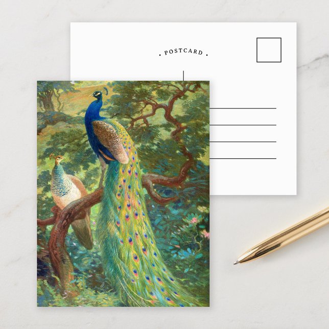 Indischer Pfau | Charles Robert Knight Postkarte (Von Creator hochgeladen)