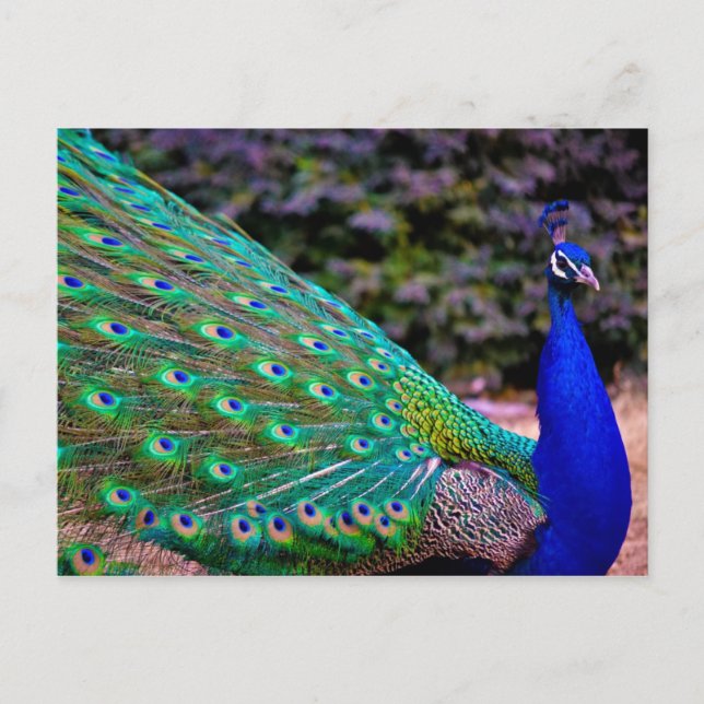 Indischer Pfau (Pavo cristatus) Postkarte (Vorderseite)