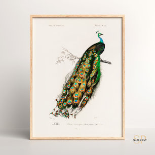Indischer Pfau Vintag Zeichnend Charles d Orbigny Poster