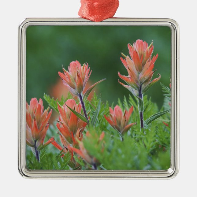 Indischer Pinsel, Castilleja miniata, Ouray, Ornament Aus Metall (Vorne)