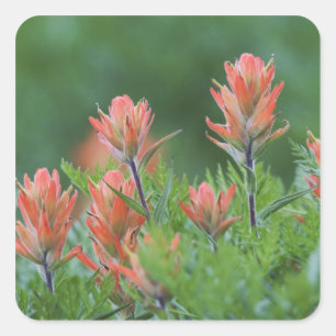 Indischer Pinsel, Castilleja miniata, Ouray, Quadratischer Aufkleber
