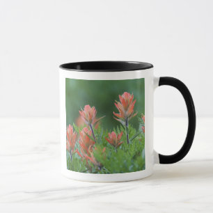 Indischer Pinsel, Castilleja miniata, Ouray, Tasse