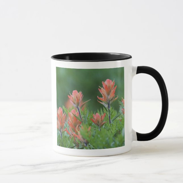 Indischer Pinsel, Castilleja miniata, Ouray, Tasse (Rechts)