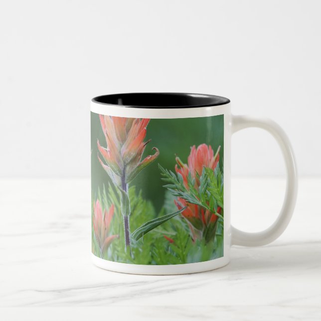 Indischer Pinsel, Castilleja miniata, Ouray, Zweifarbige Tasse (Rechts)