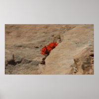 Indischer Pinsel in Rocks bei Zion
