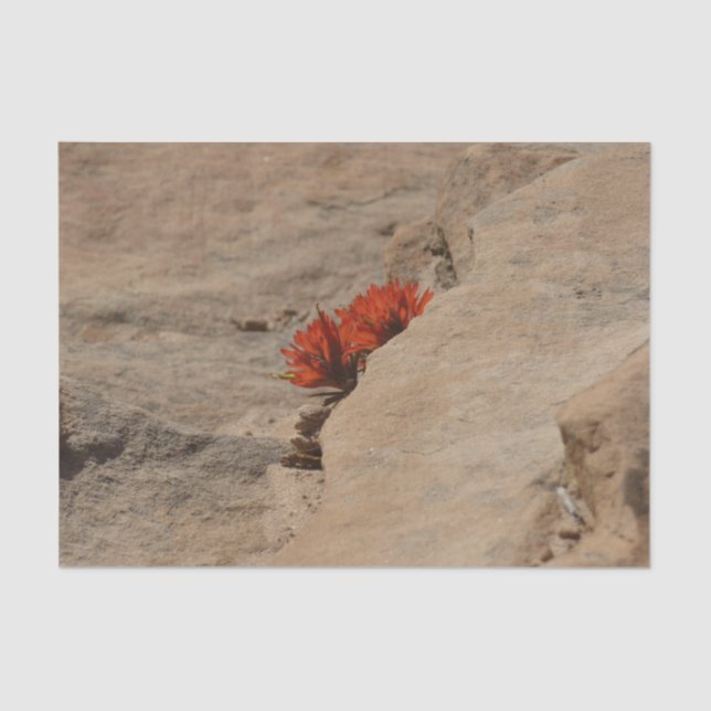 Indischer Pinsel in Rocks bei Zion Seidenpapier (Vorderseite)