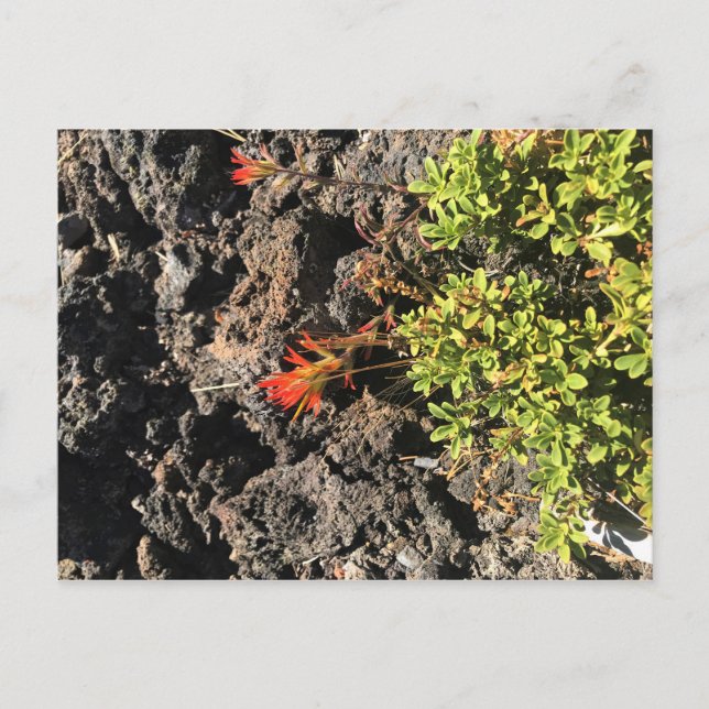 Indischer Pinsel Postkarte (Vorderseite)