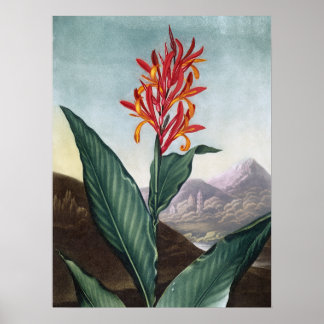 Indischer Schilf, Antique Print von Robert John Th Poster