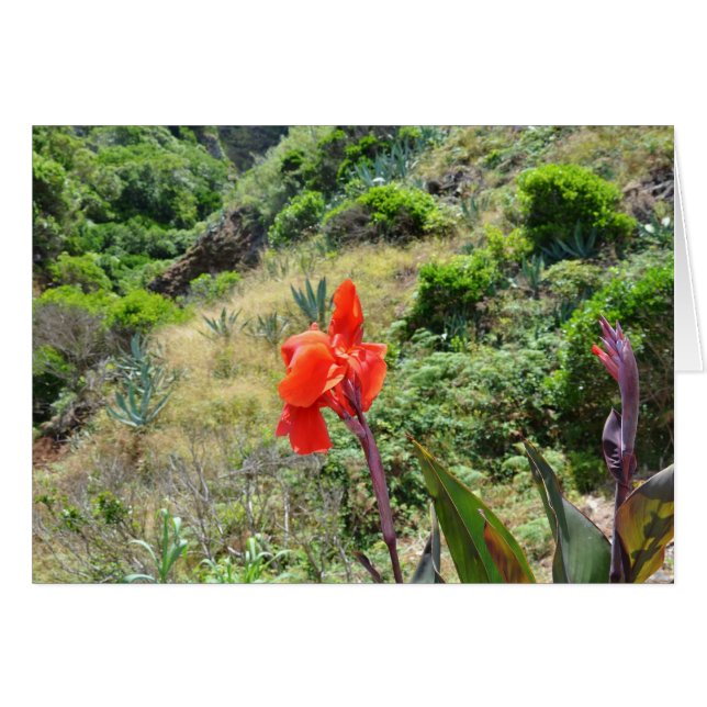 Indischer Schuss (Canna indica purpurea) (Vorderseite (Horizontal))