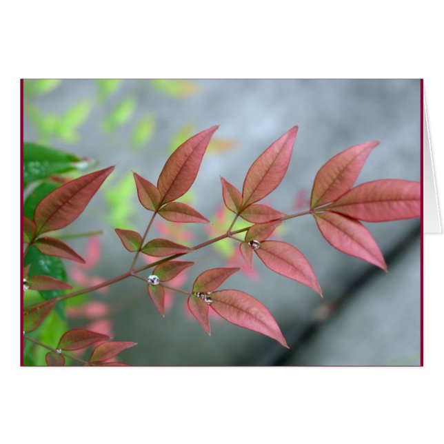 Indischer Sommer-Morgen (Vorderseite (Horizontal))