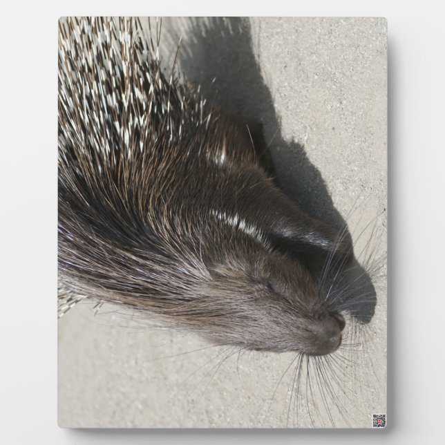 Indischer Stachelschwein Fotoplatte (Vorderseite)