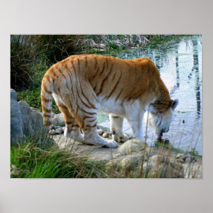 Indischer Tiger Poster
