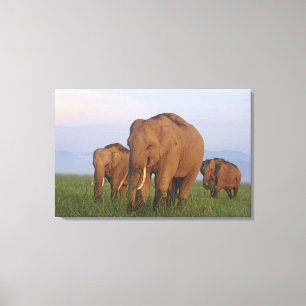 Indisches Elefant im Grasland Leinwanddruck