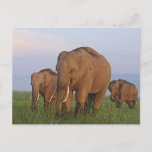 Indisches Elefant im Grasland Postkarte