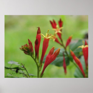 Indisches rosa Poster