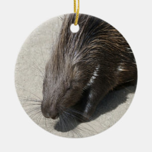 Indisches Stachelschwein Keramikornament