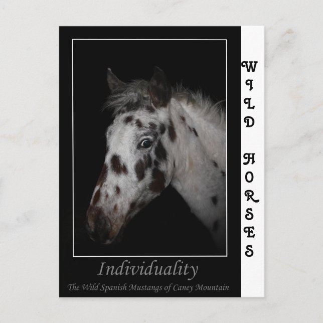 "Individualität" - Wild Spanische Mustangs Postkarte (Vorderseite)
