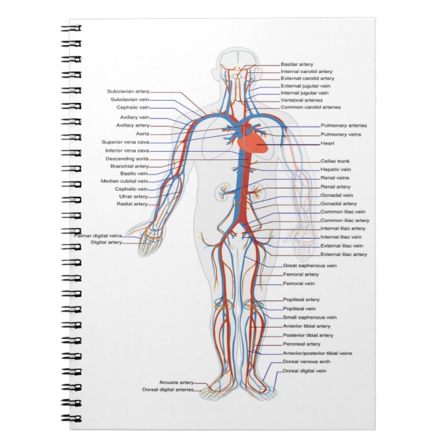 Individuelle Anatomie und Zirkulation von Notebook Notizblock (Vorderseite)