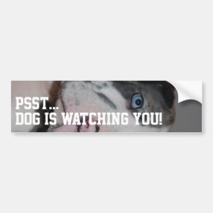 Individuelle Deutsche Dogge Fotografie Autoaufkleber